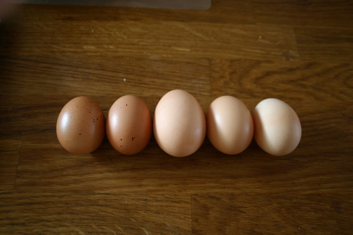 Beautifully coloured, but tiny eggs! The middle one is roughly medium, the rest are pretty small.